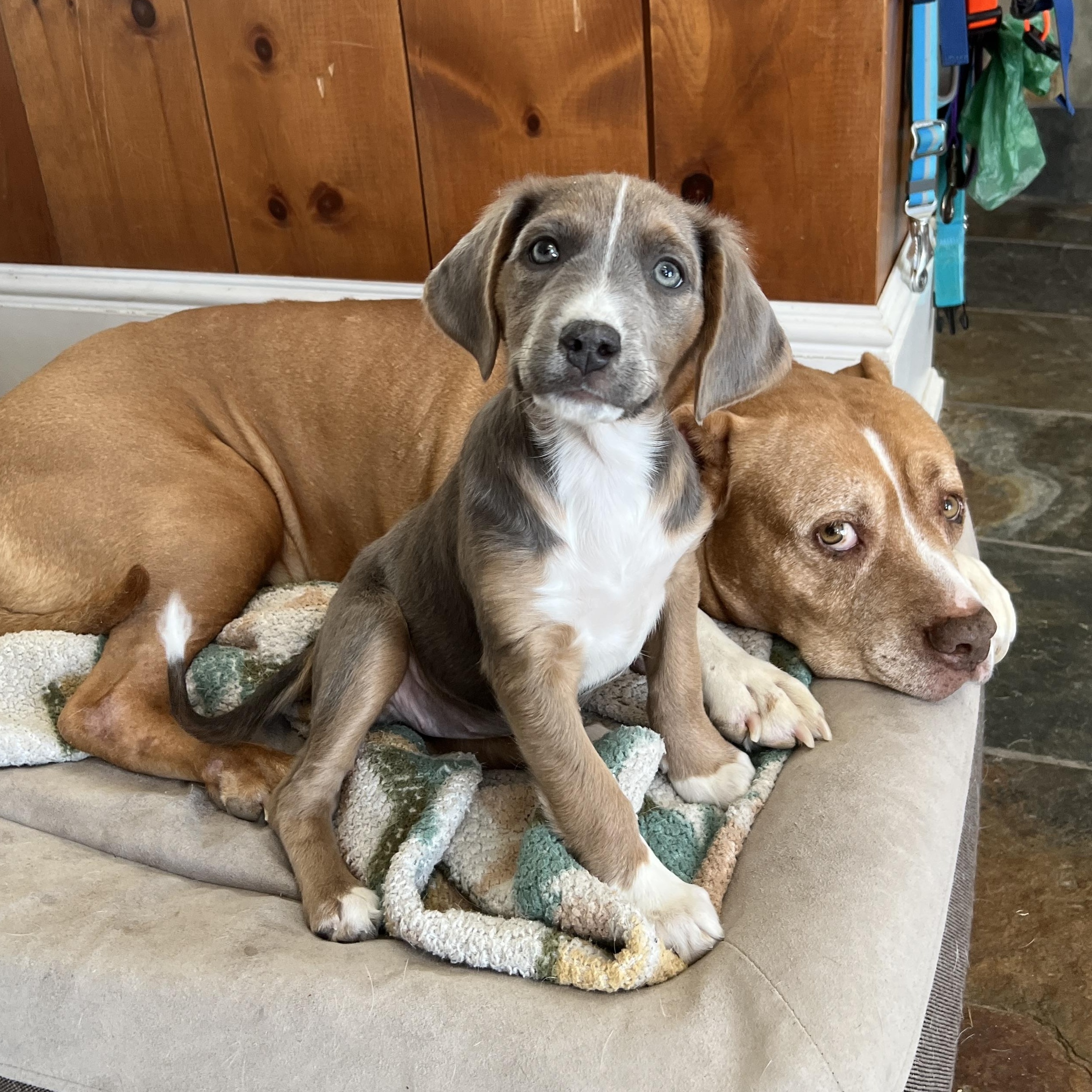 Enlarge Sweet Tina - the Last of the Mambo No 5 Puppies!, an adopted mixed breed in New York, NY image 3/6