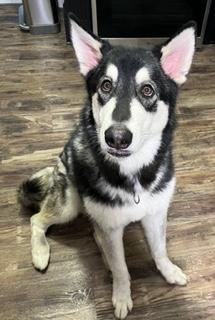 Winter, a ADOPTABLE Alaskan Malamute in Longwood, FL image 1/5