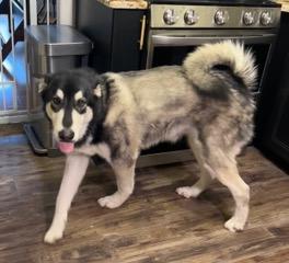 Winter, a ADOPTABLE Alaskan Malamute in Longwood, FL image 2/5