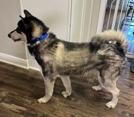 Winter, a ADOPTABLE Alaskan Malamute in Longwood, FL image 3/5