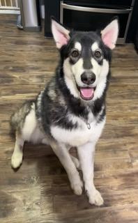 Winter, a ADOPTABLE Alaskan Malamute in Longwood, FL image 4/5