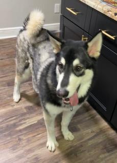 Winter, a ADOPTABLE Alaskan Malamute in Longwood, FL image 5/5