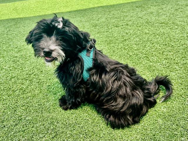 Samantha, a Adoptable mixed breed in Bay Point, CA image 6/6