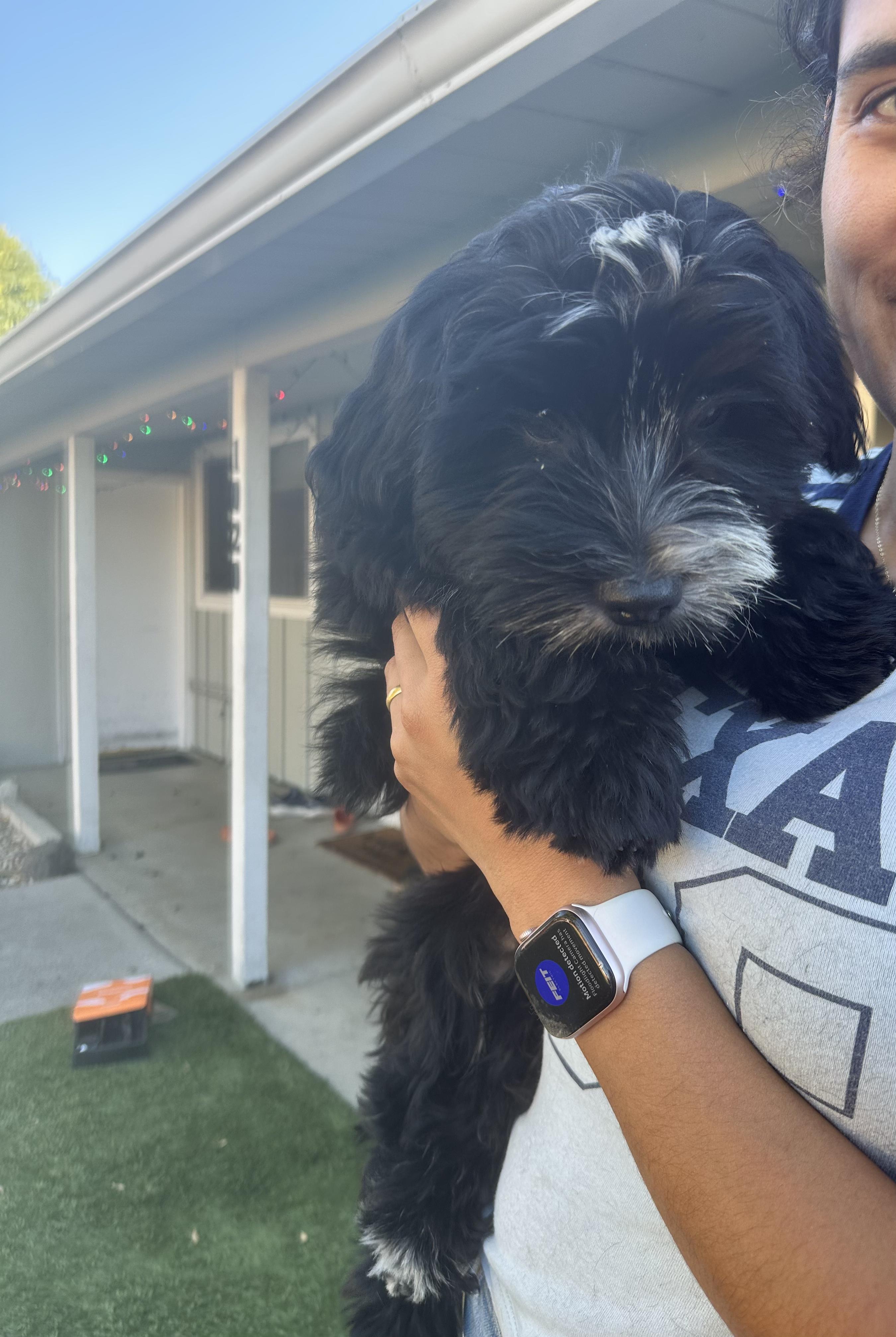 Samantha, a Adoptable mixed breed in Bay Point, CA image 2/6