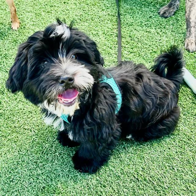 Samantha, Adoptable, Puppy Female Shih Tzu & Yorkshire Terrier.