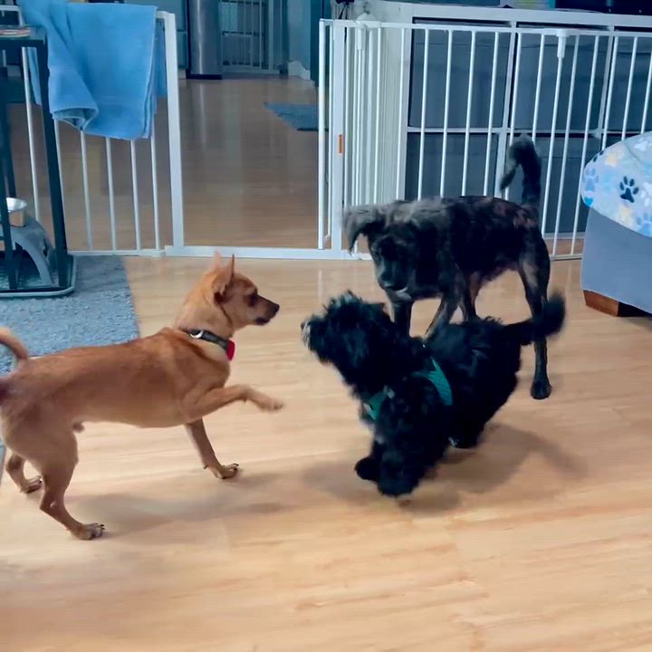 Enlarge Samantha, a Adoptable mixed breed in Bay Point, CA video 4/6