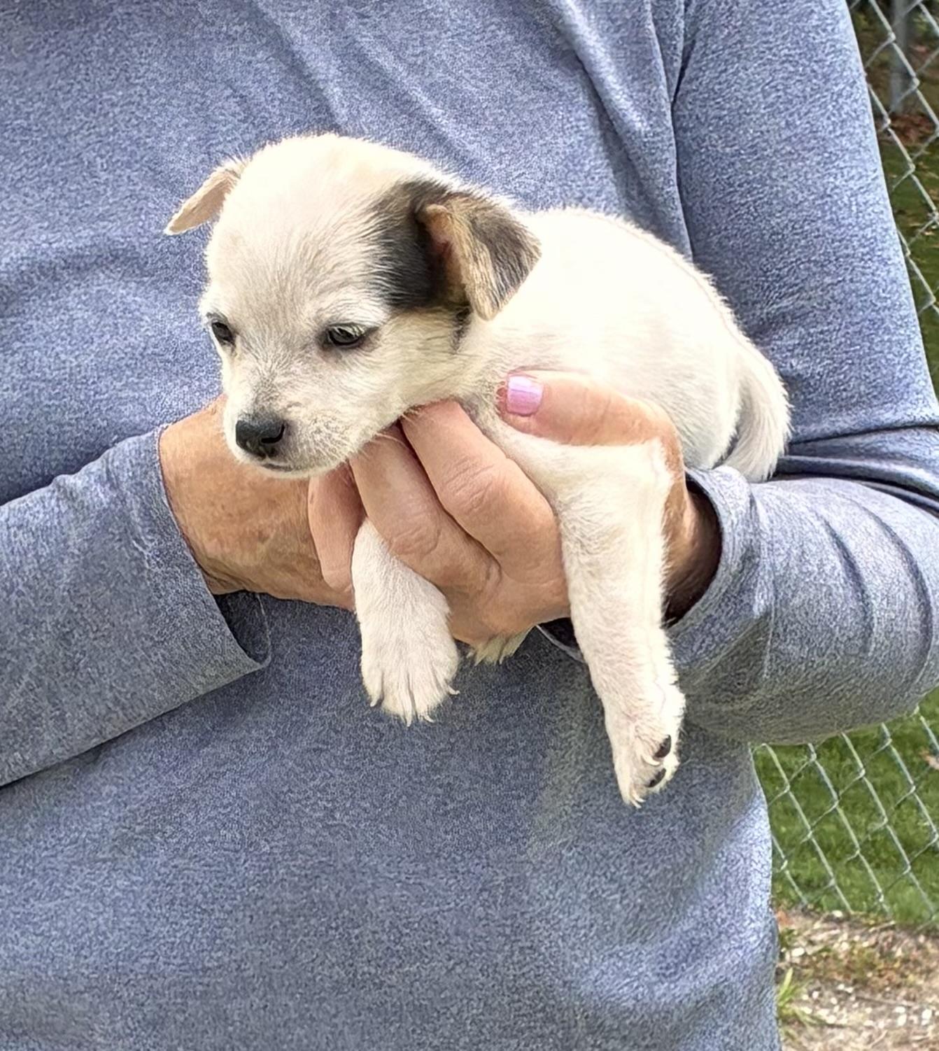 Enlarge Clover, a Adopted Mixed Breed in Ruskin, FL image 2/2