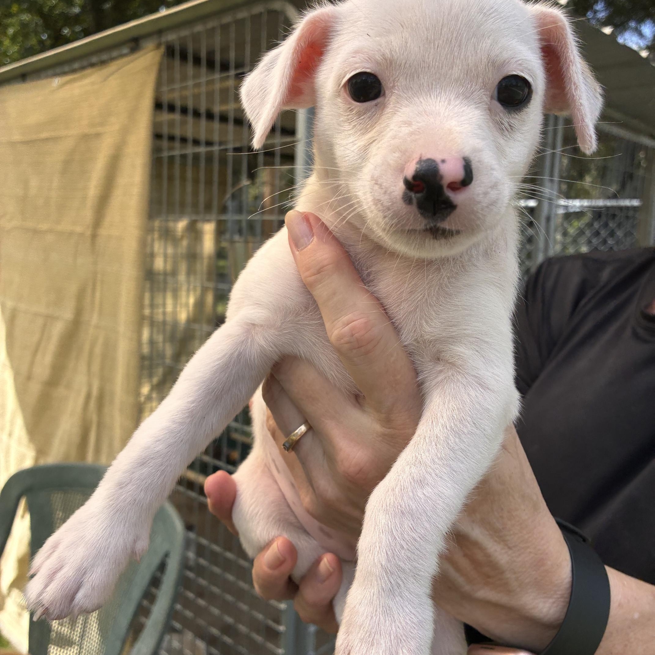 Enlarge Clover, a Adopted Mixed Breed in Ruskin, FL image 1/2