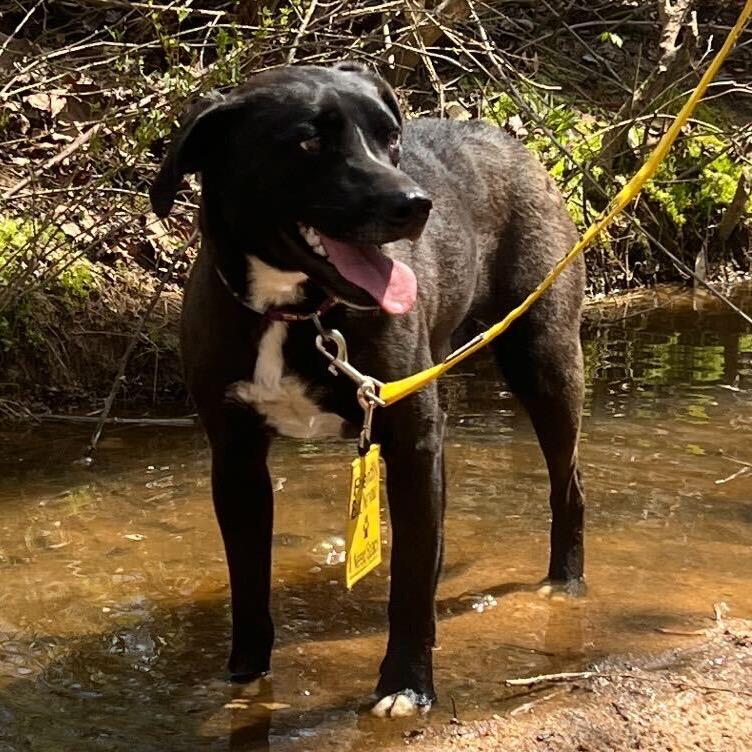 Enlarge Shaydo, a Adoptable mixed breed in Simpsonville, SC image 1/6