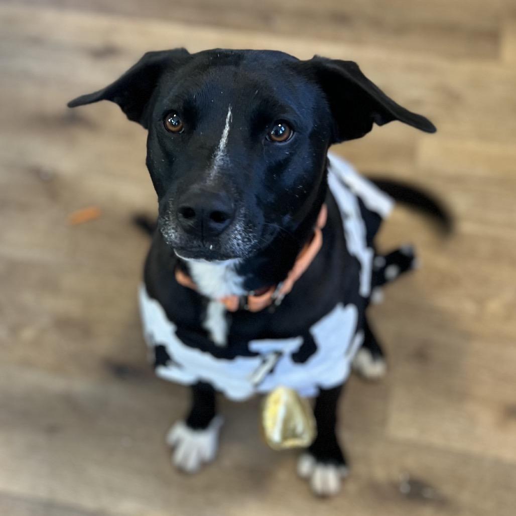 Shaydo, Adoptable, Adult Male Black Labrador Retriever & Mixed Breed.