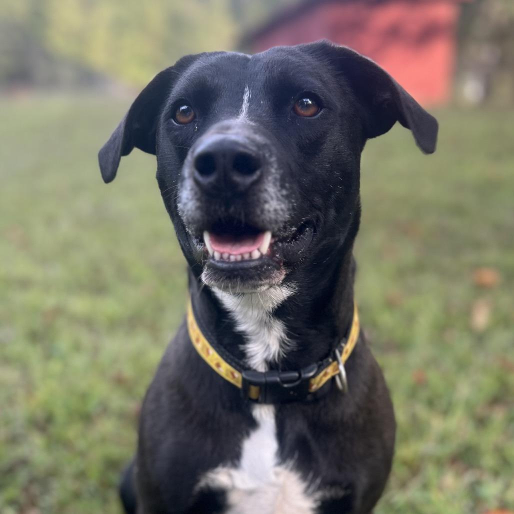 Shaydo, a Adoptable mixed breed in Simpsonville, SC image 2/6