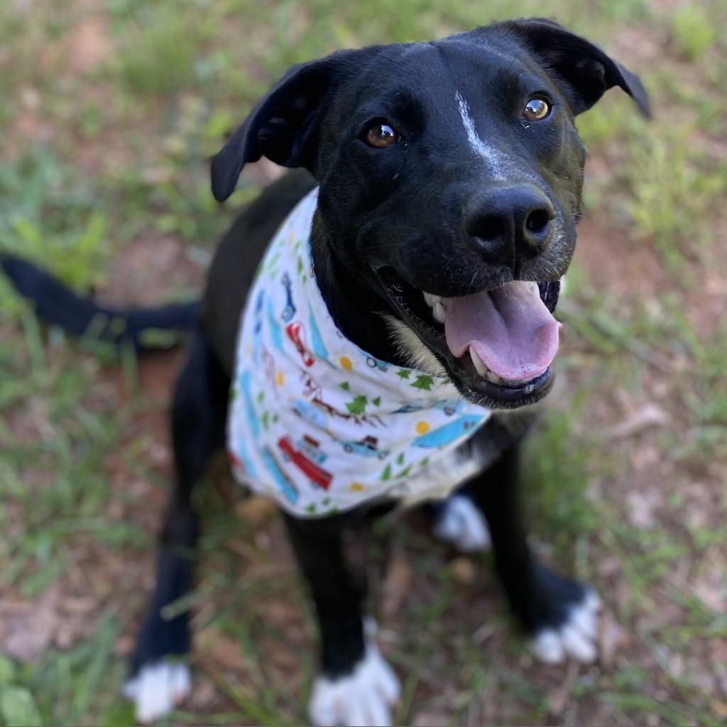 Shaydo, a Adoptable mixed breed in Simpsonville, SC image 3/6