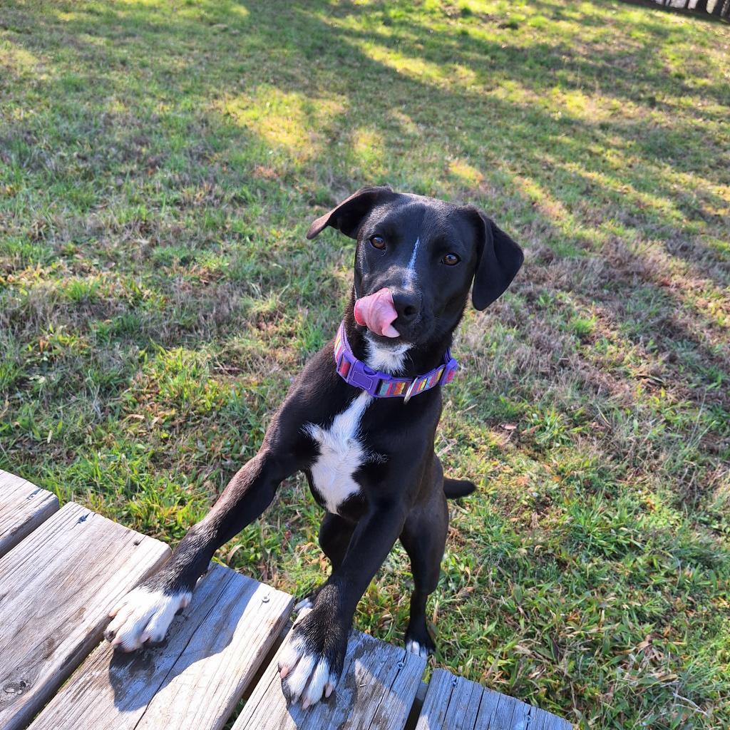 Shaydo, a Adoptable mixed breed in Simpsonville, SC image 5/6