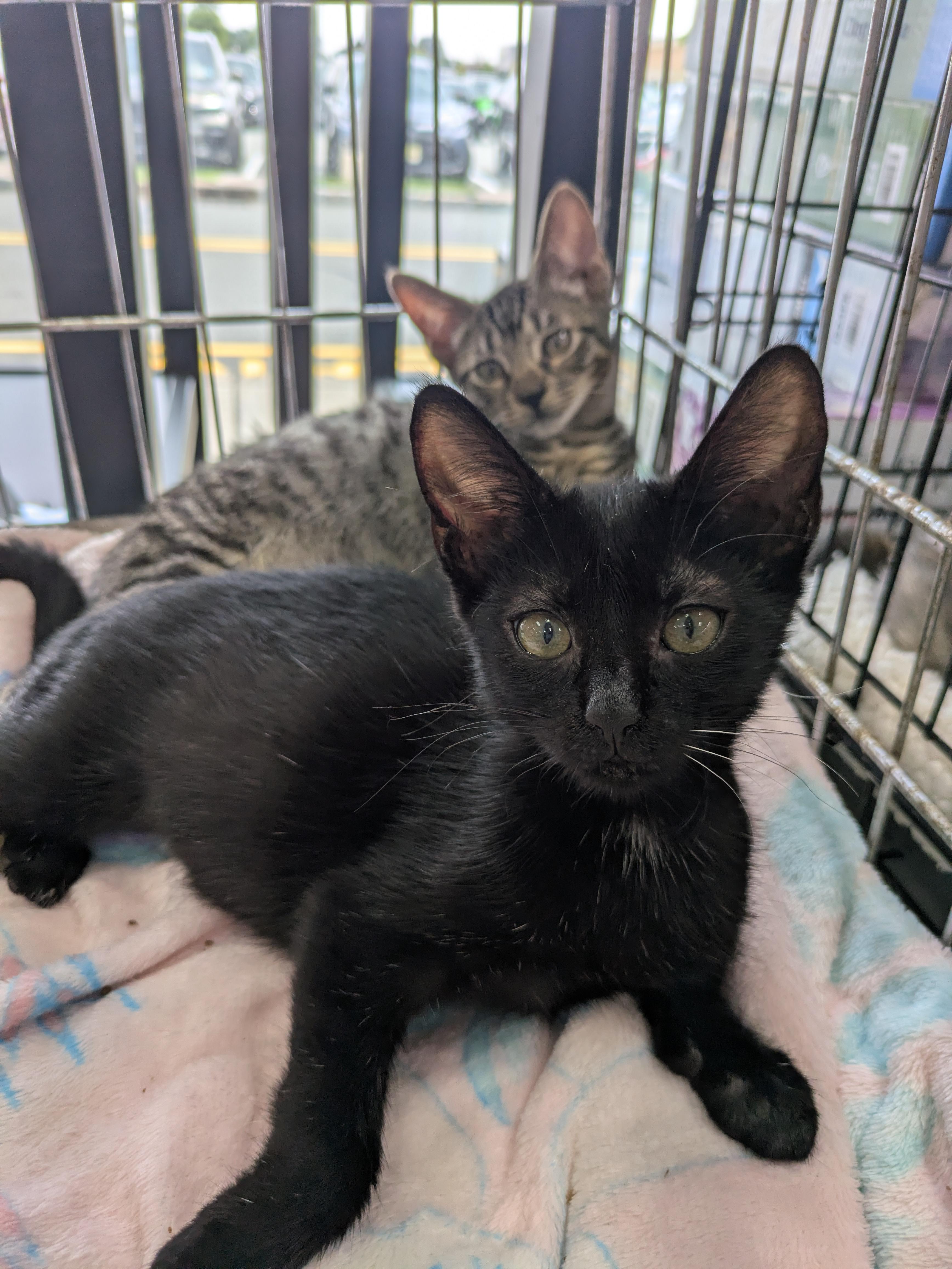 Cat Adoptable - Pink an American Shorthair Cat in Montclair, NJ | Petfinder, image size:3472x4624