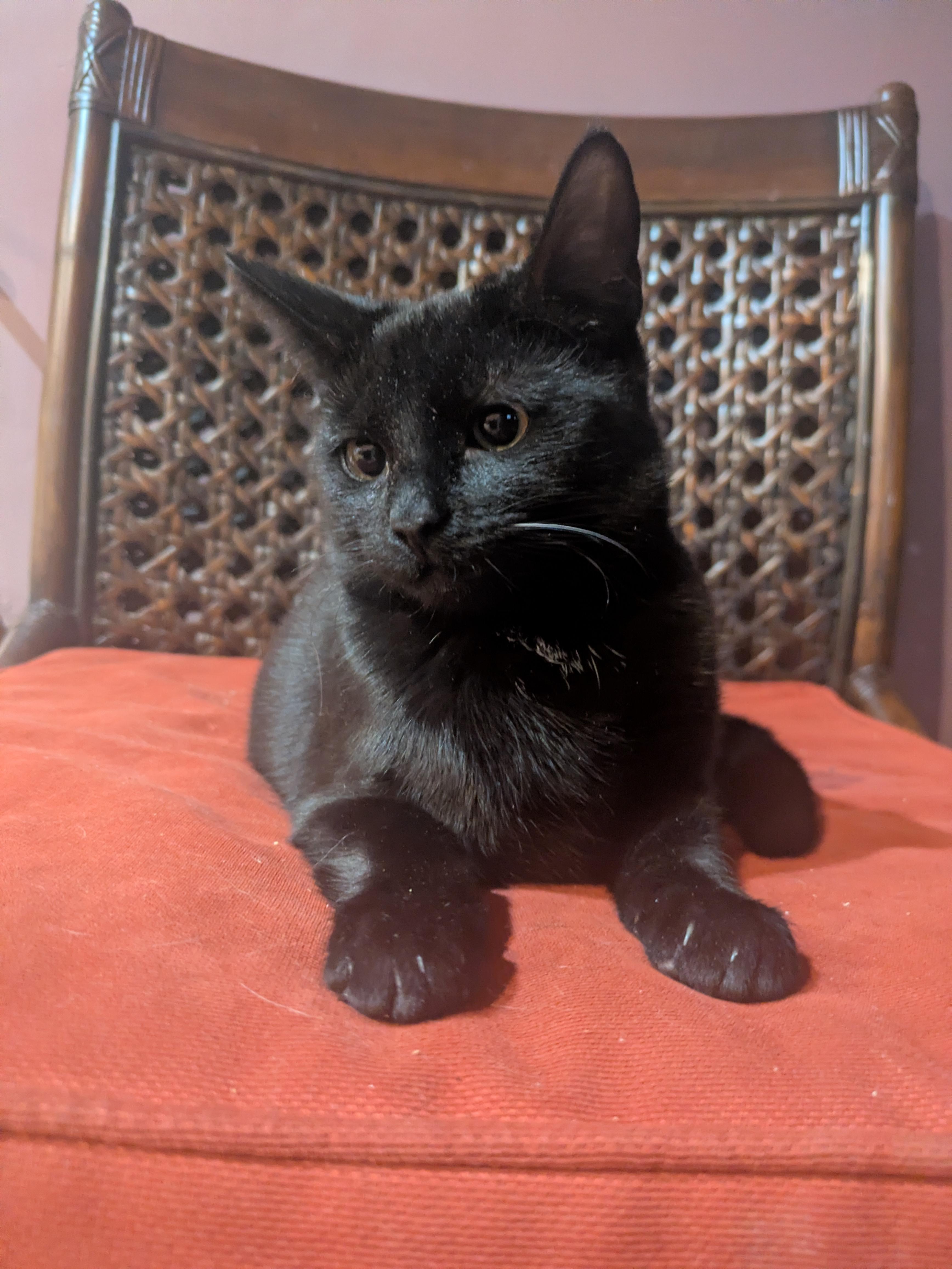 Enlarge Pink, an adopted American Shorthair in Montclair, NJ image 1/2