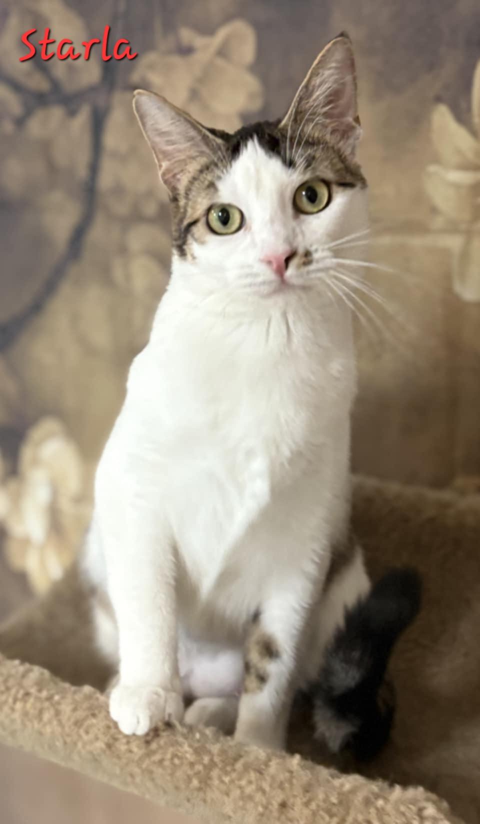 Starla, Adoptable, Adult Female Domestic Short Hair.