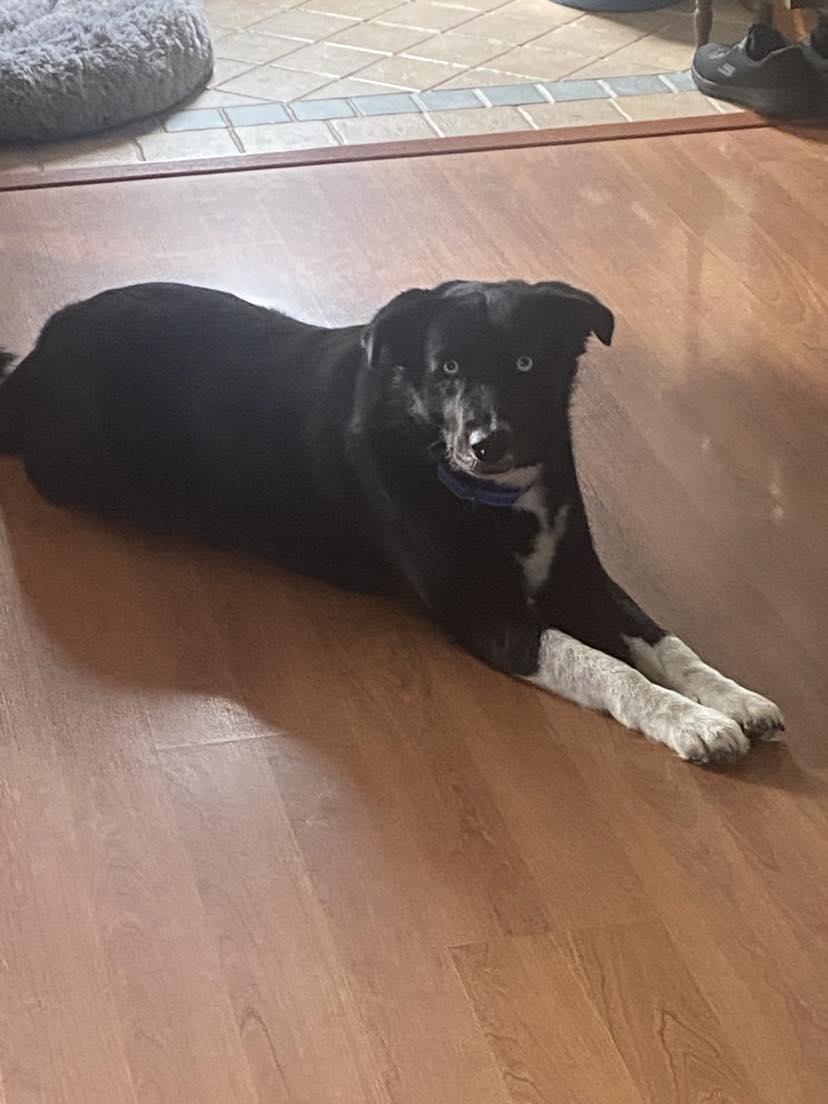 Enlarge Elliot, a Adoptable mixed breed in Amery, WI image 5/6