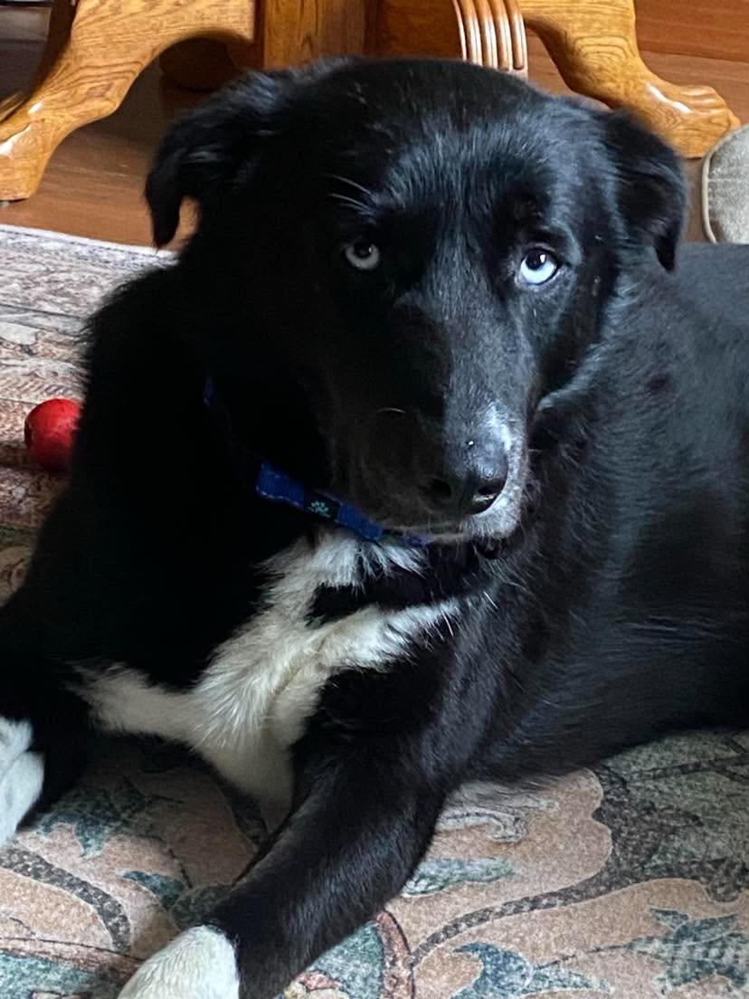 Enlarge Elliot, a Adoptable mixed breed in Amery, WI image 6/6