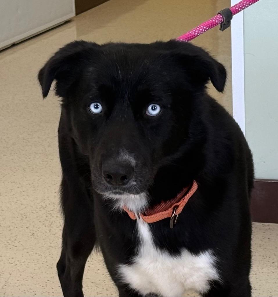 Elliot, a Adoptable mixed breed in Amery, WI image 2/4