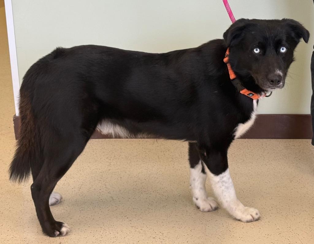 Elliot, a Adoptable mixed breed in Amery, WI image 4/4