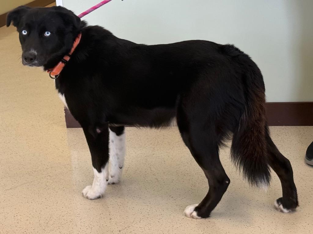 Elliot, a Adoptable mixed breed in Amery, WI image 3/4