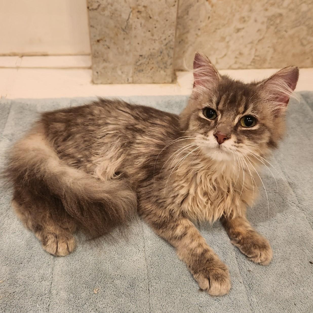 Chewie (Ragmuffin Mix), an adopted mixed breed in Allen, TX image 6/6
