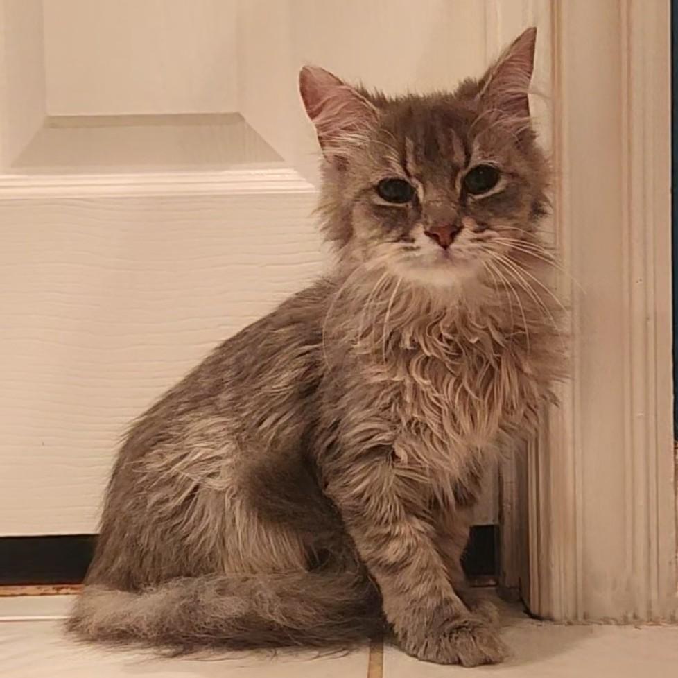 Chewie (Ragmuffin Mix), adopted, Kitten Male Ragamuffin & Domestic Long Hair.
