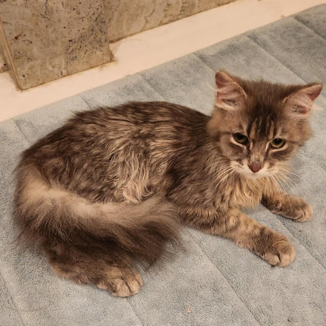 Chewie (Ragmuffin Mix), an adopted mixed breed in Allen, TX image 4/6