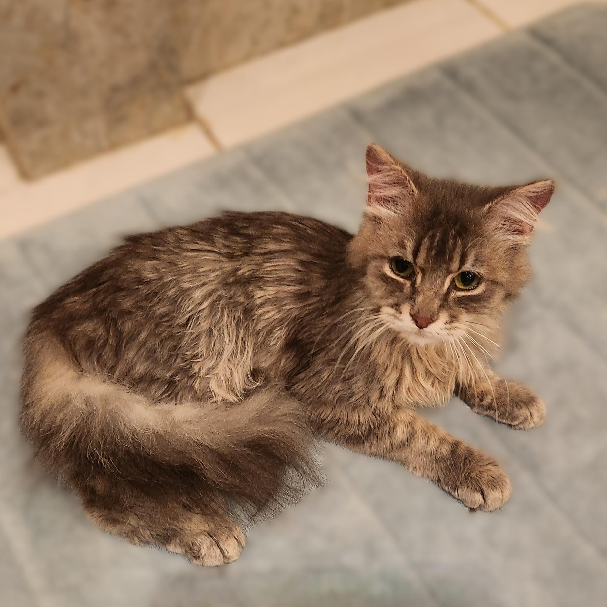 Chewie (Ragmuffin Mix), an adopted mixed breed in Allen, TX image 2/6
