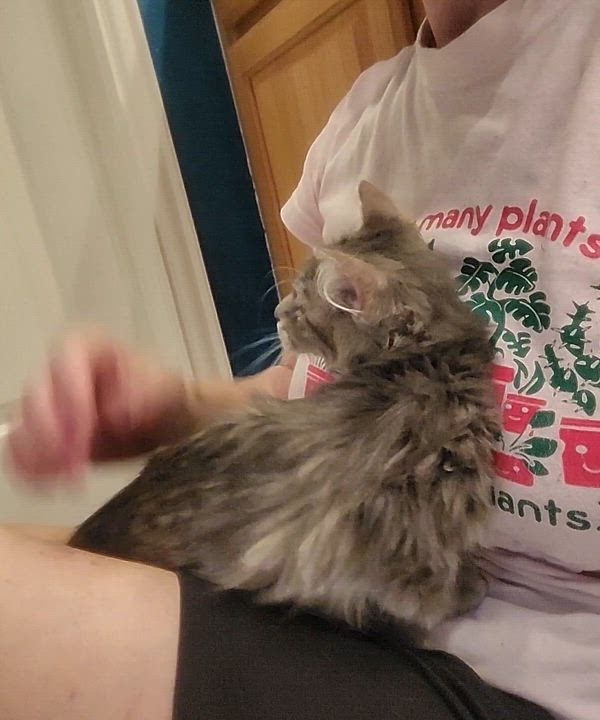 Enlarge Chewie (Ragmuffin Mix), an adopted mixed breed in Allen, TX video 3/6