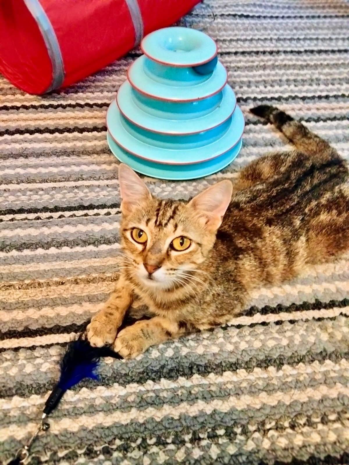 Enlarge Nelly, a Adoptable Domestic Short Hair image 1/1