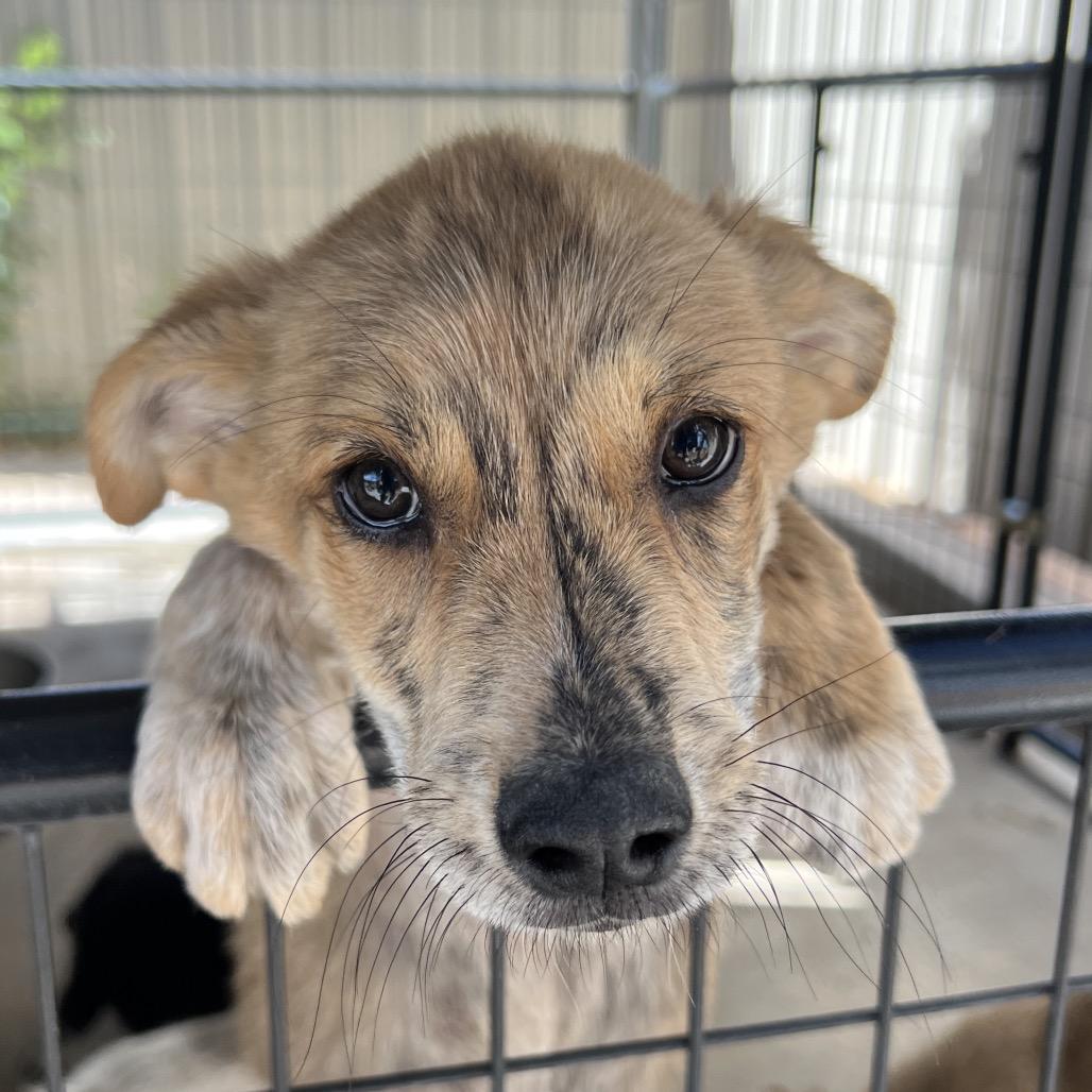 Enlarge Stork, a Adoptable Mixed Breed in Moab, UT image 2/5