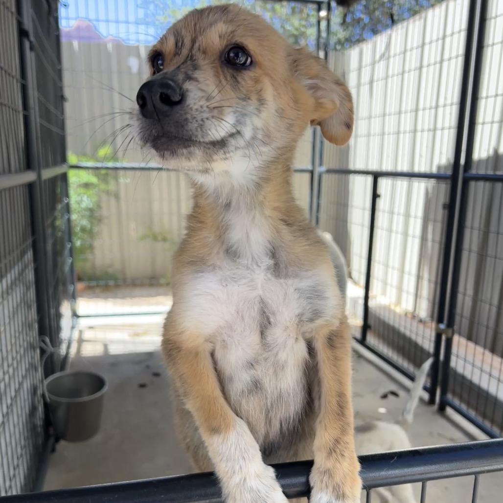 Enlarge Stork, a Adoptable Mixed Breed in Moab, UT image 3/5