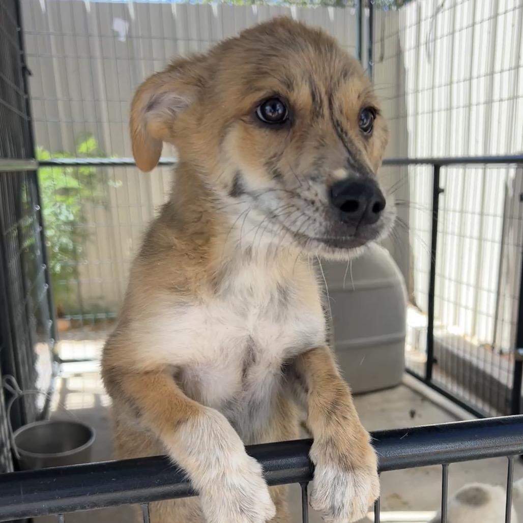 Enlarge Stork, a Adoptable Mixed Breed in Moab, UT image 5/5