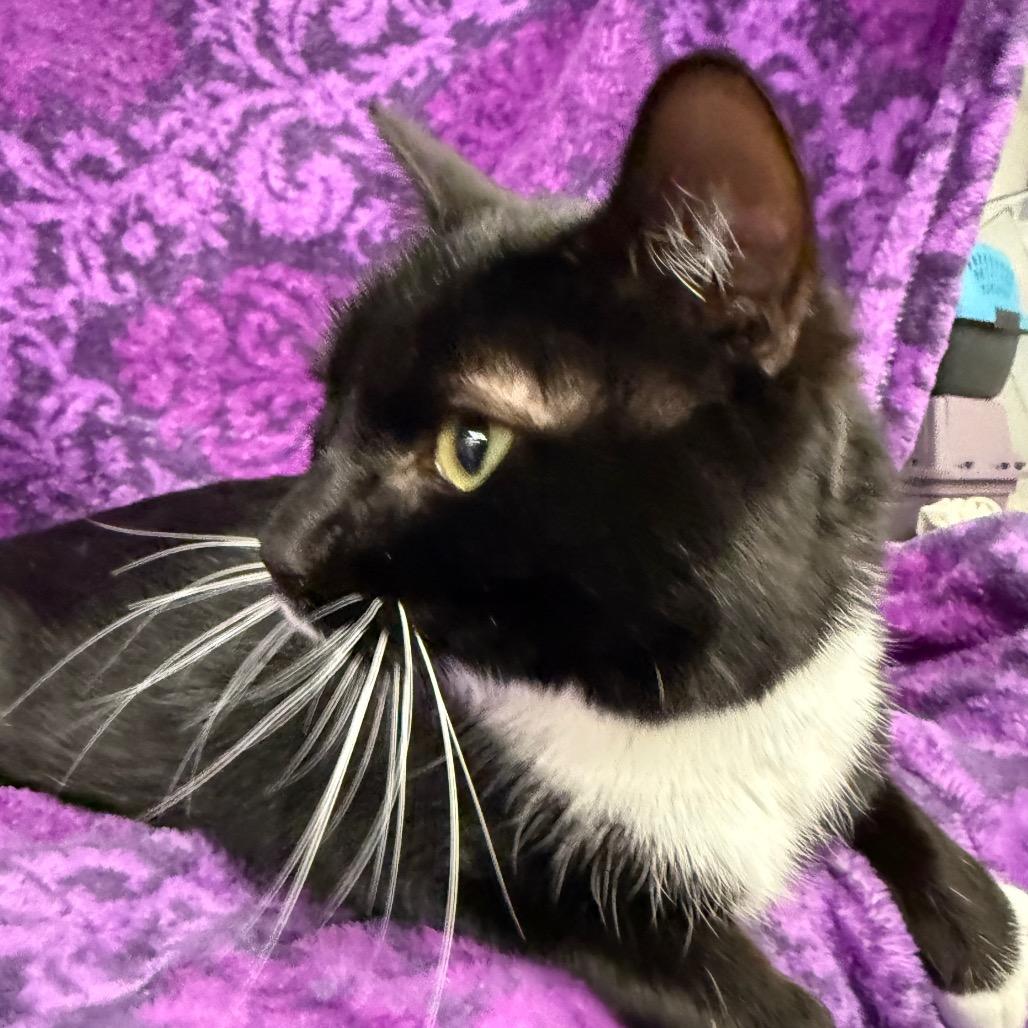 Mulch Supervisor 55762, a Adoptable Domestic Short Hair in Lansing, MI image 1/6