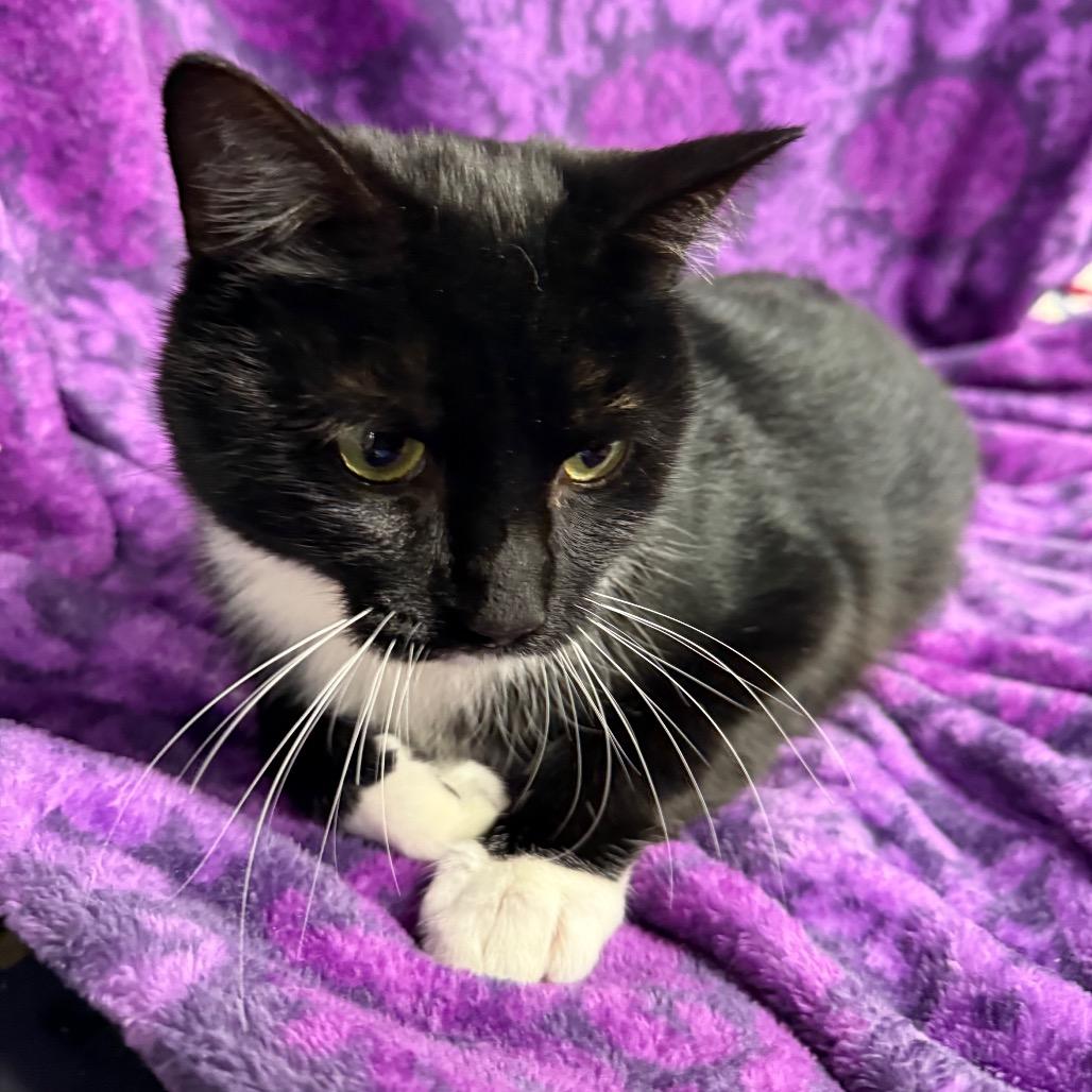 Mulch Supervisor 55762, a Adoptable Domestic Short Hair in Lansing, MI image 2/6
