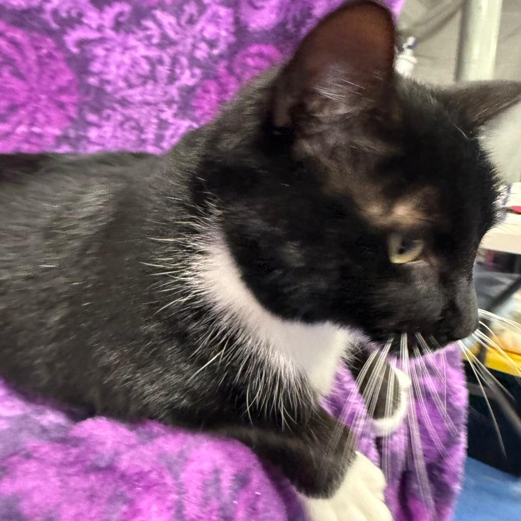 Mulch Supervisor 55762, a Adoptable Domestic Short Hair in Lansing, MI image 4/6