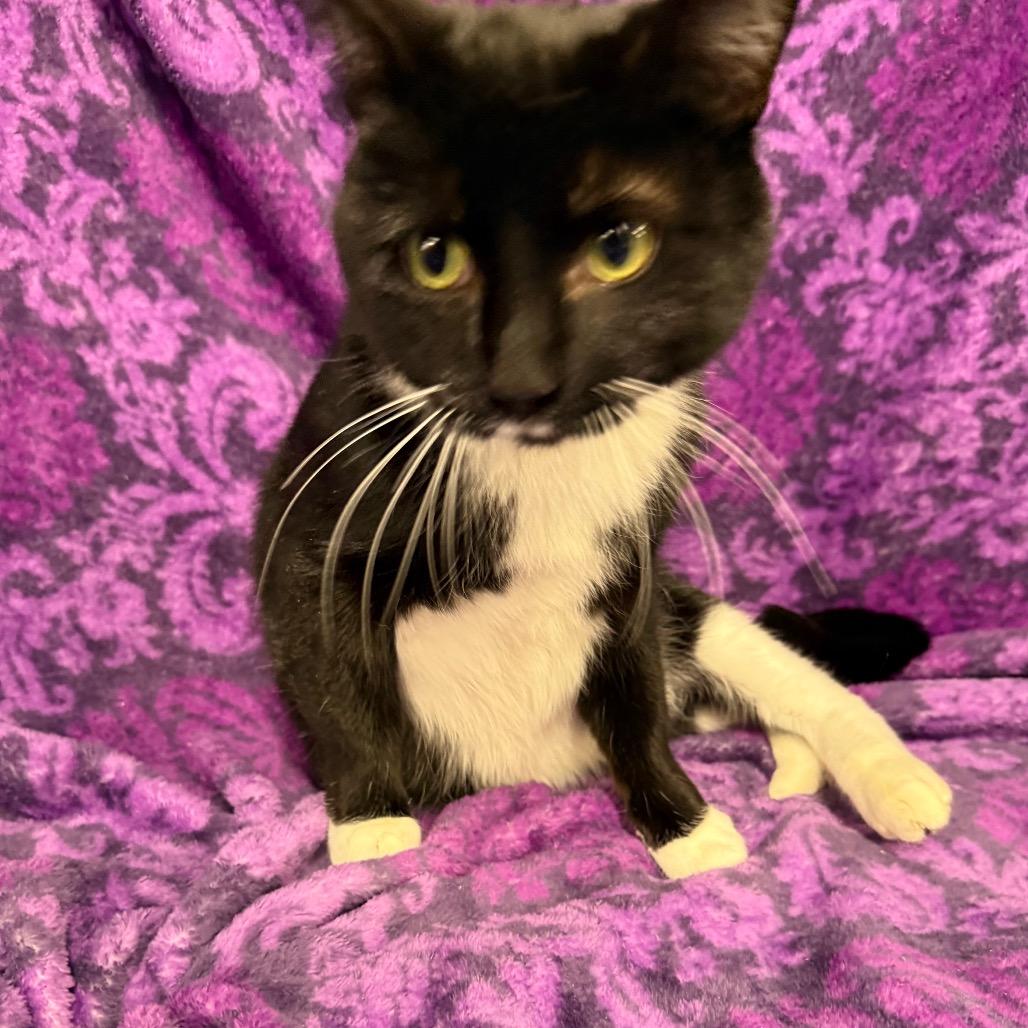 Mulch Supervisor 55762, a Adoptable Domestic Short Hair in Lansing, MI image 5/6