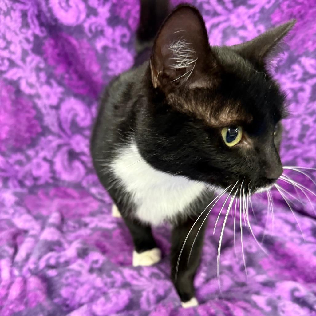 Mulch Supervisor 55762, a Adoptable Domestic Short Hair in Lansing, MI image 6/6