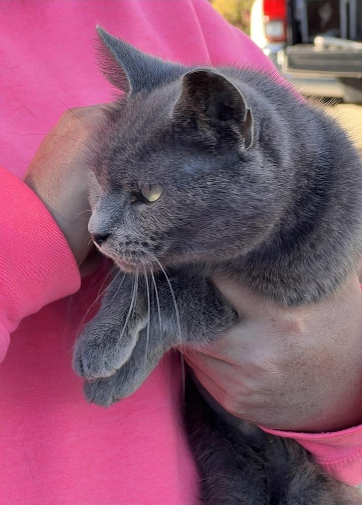 Enlarge Pigeon, a Adoptable Domestic Short Hair in Wilson, NC image 1/1