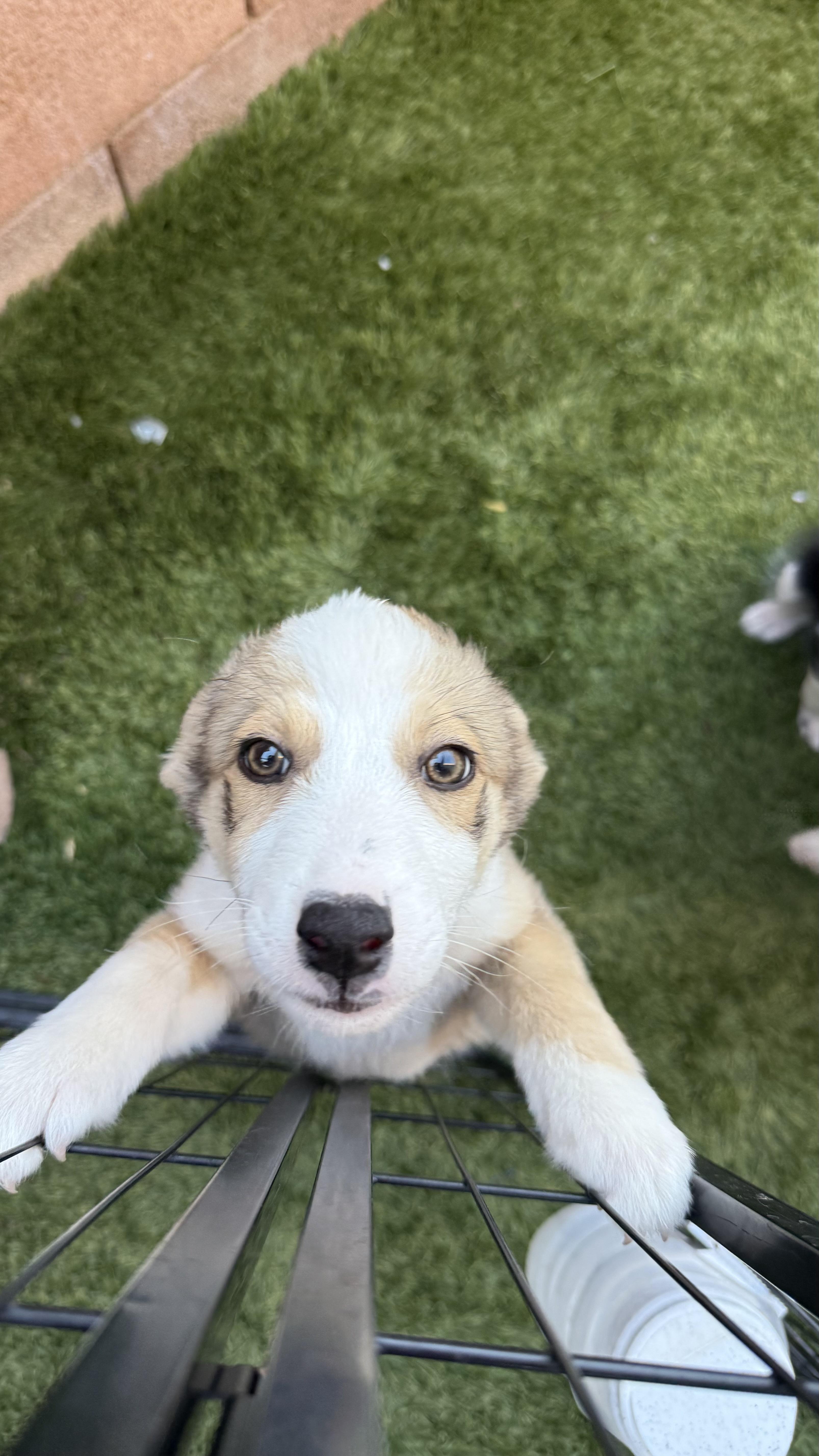 Amelia, Adoptable, Puppy Female Australian Shepherd.