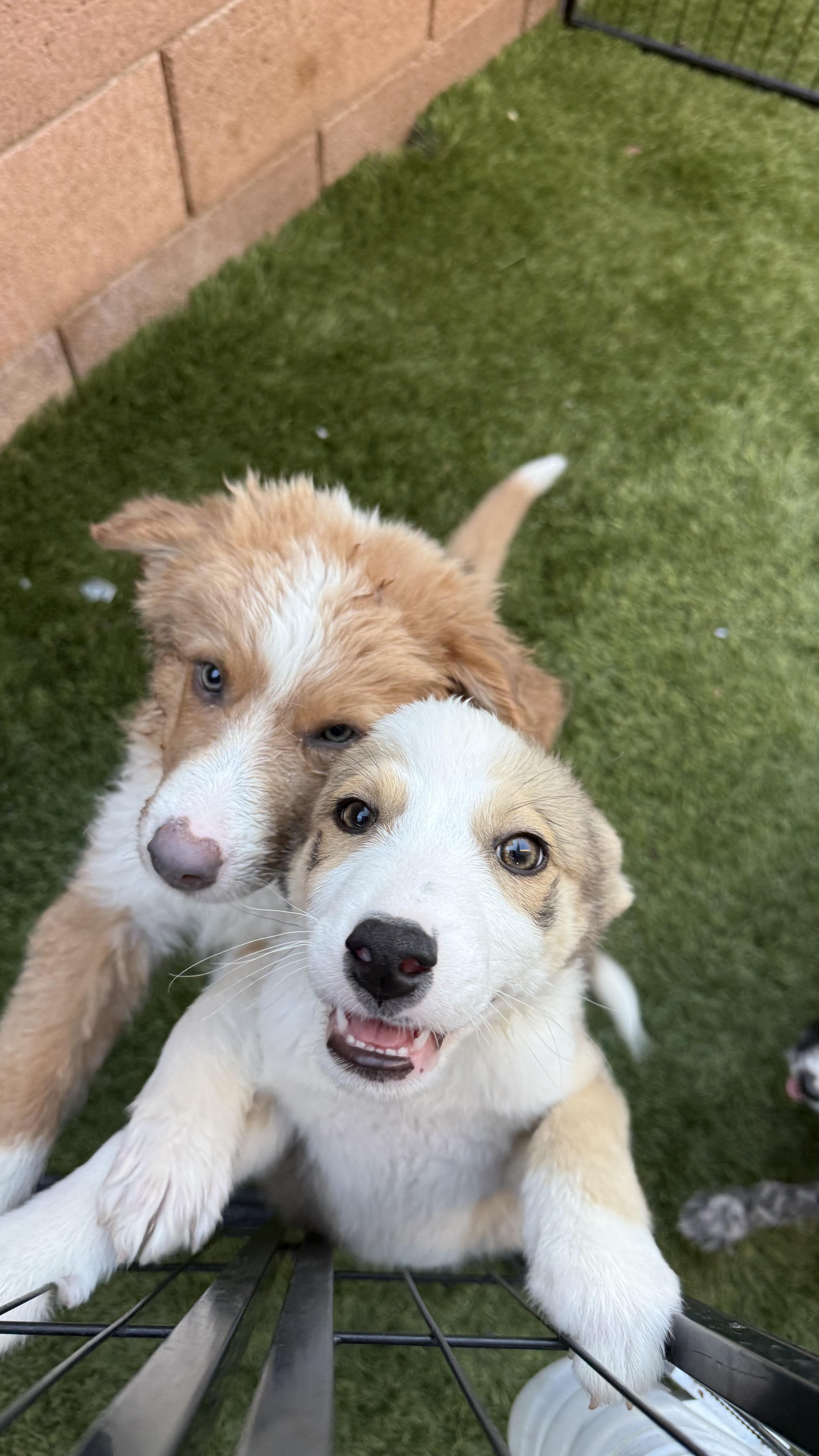 Amelia, a Adoptable mixed breed in Phoenix, AZ image 2/3