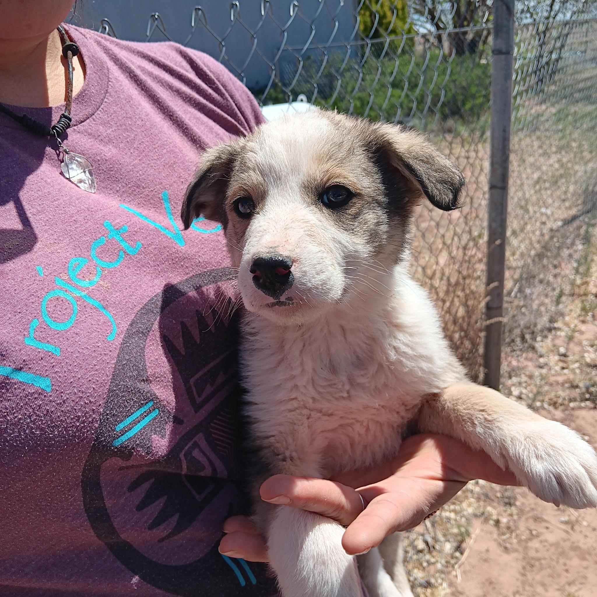 Amelia, a Adoptable mixed breed in Phoenix, AZ image 3/3