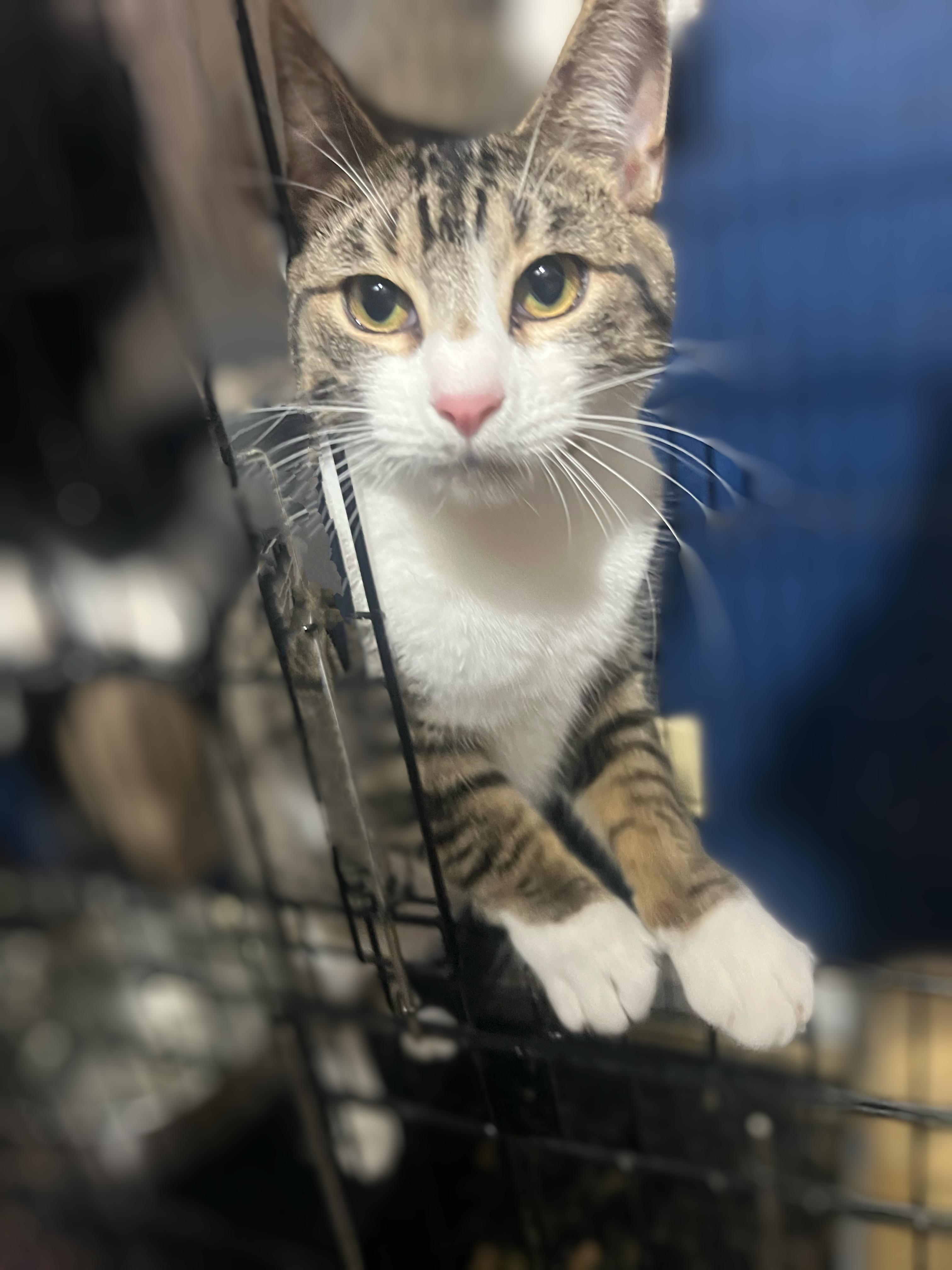 Grover, a Adoptable Domestic Short Hair in Syosset, NY image 5/5