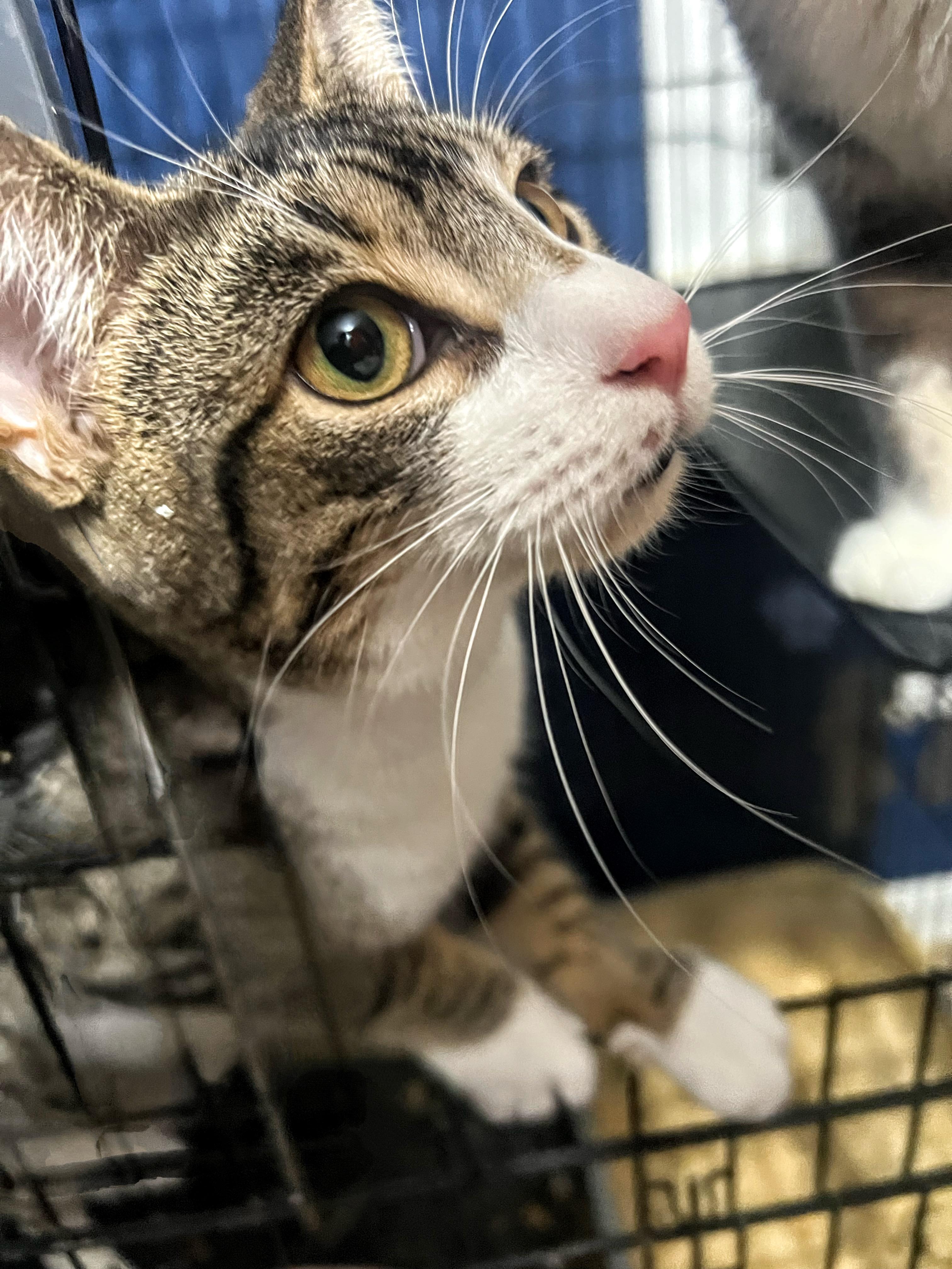 Grover, a Adoptable Domestic Short Hair in Syosset, NY image 1/5