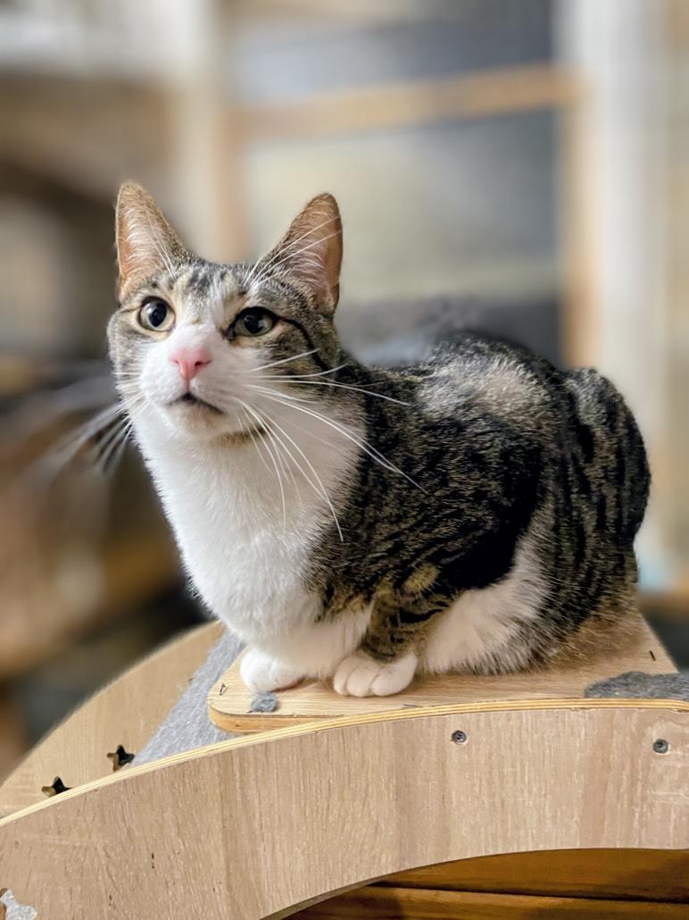 Enlarge Grover, a Adoptable Domestic Short Hair in Syosset, NY image 5/6