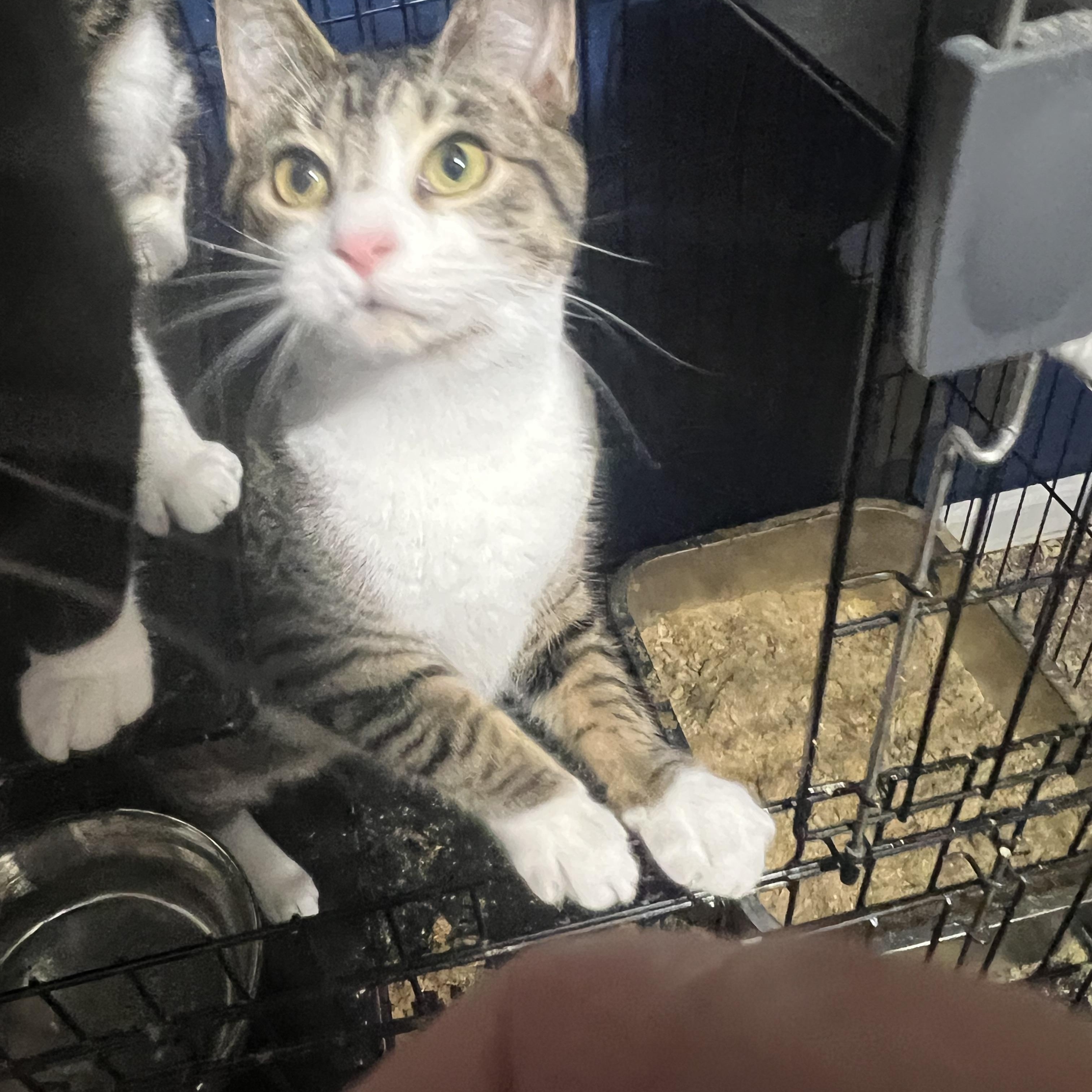 Grover, a Adoptable Domestic Short Hair in Syosset, NY image 4/5