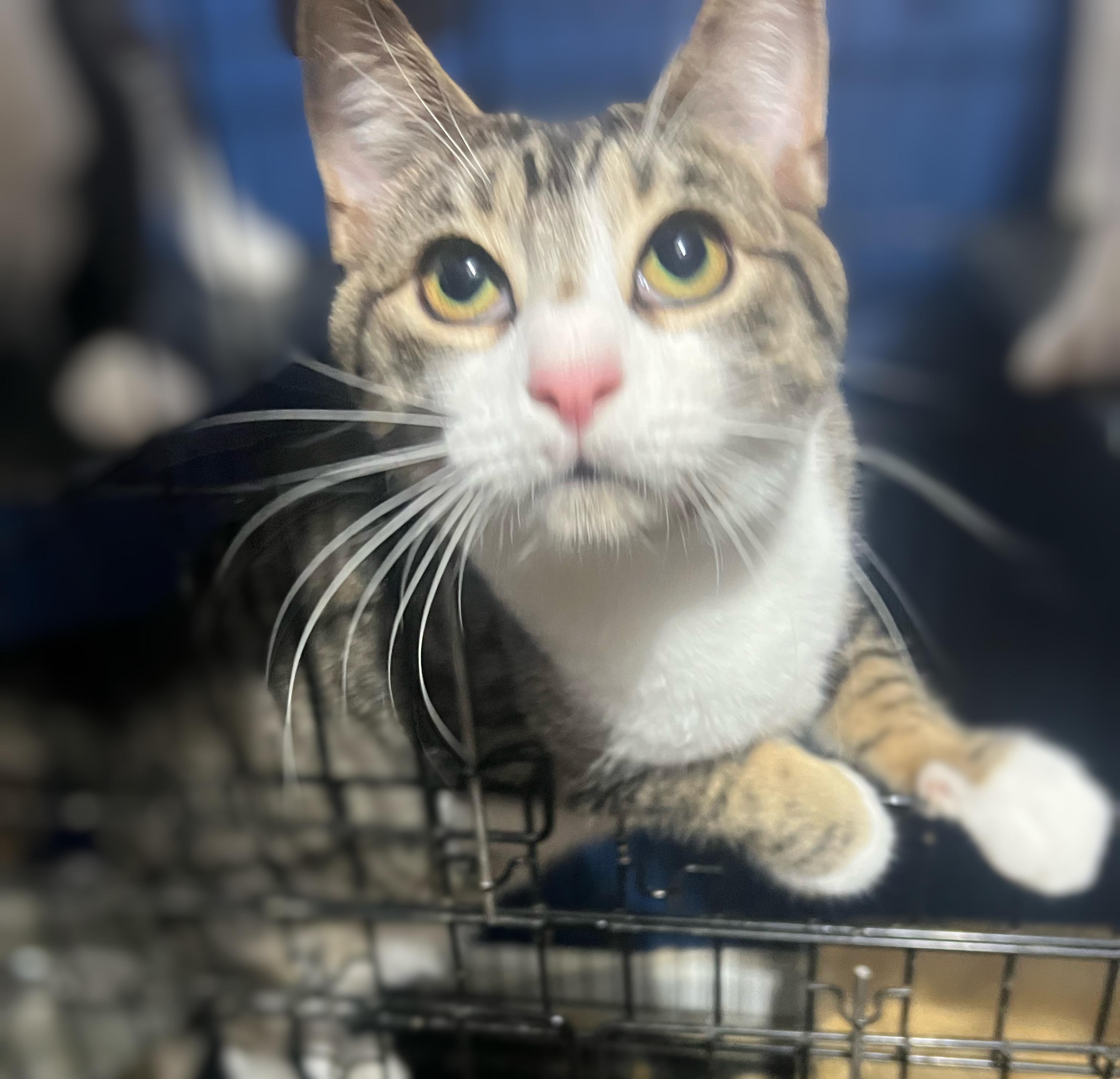 Grover, a Adoptable Domestic Short Hair in Syosset, NY image 3/5