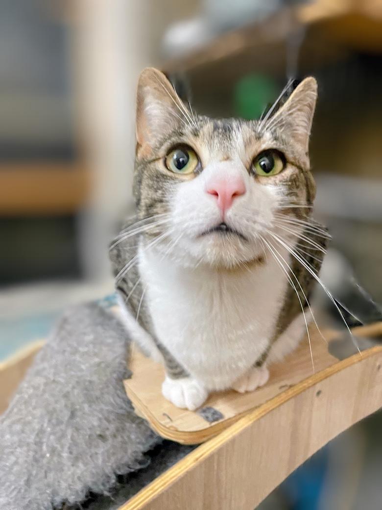 Enlarge Grover, a Adoptable Domestic Short Hair in Syosset, NY image 6/6