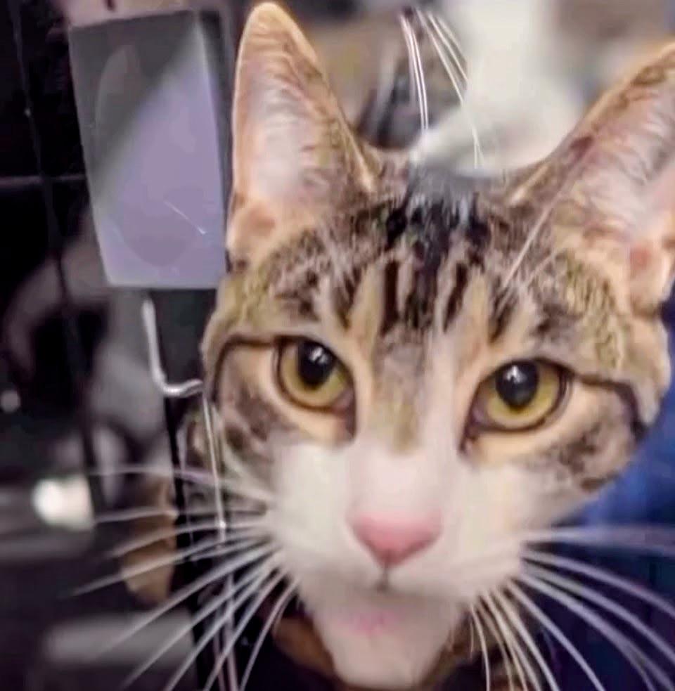 Grover, Adoptable, Young Male Domestic Short Hair.